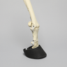 Equine Joint, Carpal Bone Set