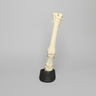 Equine Joint, Carpal Bone Set