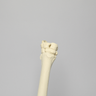 Equine Joint, Carpal Bone Set