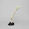 Equine Joint, Carpal Bone Set