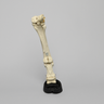 Equine Joint, Carpal Bone Set