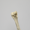 Equine Joint, Carpal Bone Set