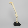 Equine Joint, Carpal Bone Set