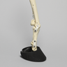 Equine Joint, Carpal Bone Set