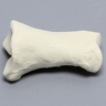 Equine Phalanx, Proximal