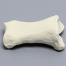 Equine Phalanx, Proximal