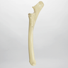 Equine Radius and Ulna, Foam Cortical Shell, Right