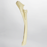 Equine Radius and Ulna, Foam Cortical Shell, Right