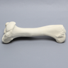 Equine Humerus, Solid Foam, Right