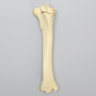 Equine Foal Tibia with Fracture