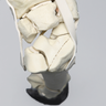 Equine Encased Distal Thoracic Limb with Carpal and Phalanx Fractures