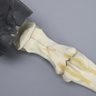 Equine Encased Distal Thoracic Limb with Phalanx Fracture