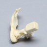 Feline Hemi Pelvis with Sacrum and Luxation