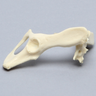 Feline Hemi Pelvis with Sacrum and Luxation