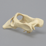 Feline Pelvis, Solid Foam