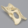 Feline Pelvis, Solid Foam