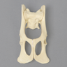 Feline Pelvis, Solid Foam