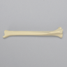Feline Tibia, Solid foam, Left