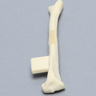 Feline Tibia with Oblique Fracture and Vise Attachment