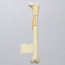 Feline Femur with Multiple Fractures and Vise Attachment