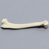 Feline Humerus