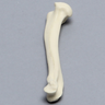 Feline Humerus
