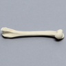 Feline Humerus