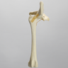 Canine Hip, Small Breed