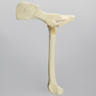 Canine Hip, Small Breed