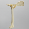 Canine Hip, Small Breed