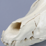 Canine Full Skull with Rostral and Mandibular Fractures