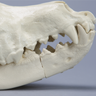 Canine Full Skull with Rostral and Mandibular Fractures