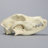 Canine Full Skull with Rostral and Mandibular Fractures