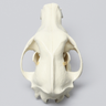 Canine Full Skull, Articulated, Solid Foam