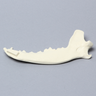 Canine Mandible, Solid Foam, Right