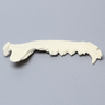 Canine Mandible, Solid Foam, Right