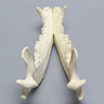 Canine Mandible, Solid Foam