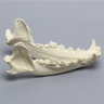Canine Mandible, Solid Foam