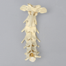 Canine Cervical Vertebrae, Solid Foam