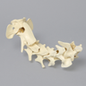 Canine Cervical Vertebrae, Solid Foam