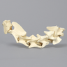Canine Cervical Vertebrae, Solid Foam