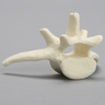 Canine Vertebra, L7, Solid Foam