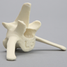 Canine Vertebra, L6, Solid Foam