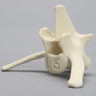 Canine Vertebra, L6, Solid Foam