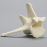 Canine Vertebra, L6, Solid Foam