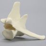 Canine Vertebra, L5, Solid Foam