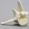 Canine Vertebra, L5, Solid Foam