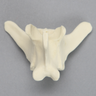 Canine Vertebra, L4, Solid Foam