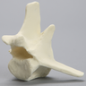 Canine Vertebra, L4, Solid Foam