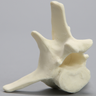 Canine Vertebra, L4, Solid Foam
